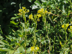Oenothera parviflora