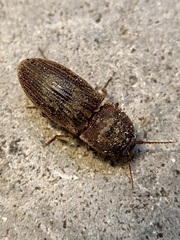 Agrypnus rectangularis