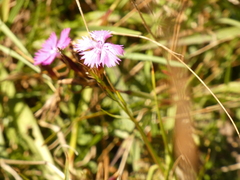 Dianthus seguieri
