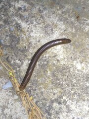 Pachyiulus flavipes