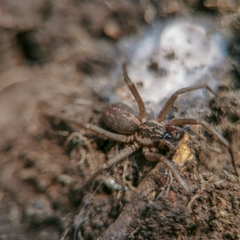 Xeropigo