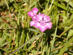Dianthus seguieri