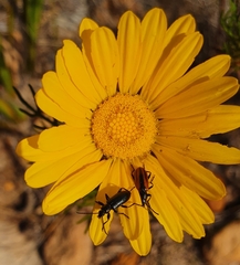 Neoeutrapela