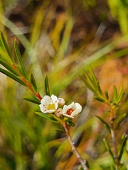 Diosma hirsuta