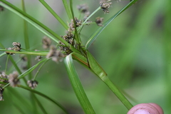 Scirpus microcarpus
