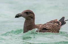 Larus pacificus
