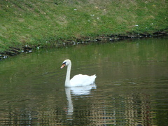 Cygnus olor