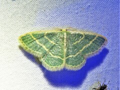 Chlorochlamys chloroleucaria