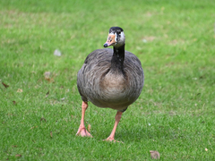 Anser anser × Branta canadensis