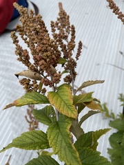 Spiraea tomentosa