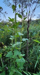 Arnoglossum atriplicifolium