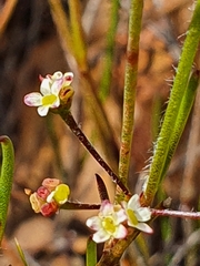 Diosma hirsuta