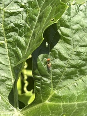 Microchrysa flaviventris