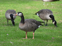 Anser anser × Branta canadensis