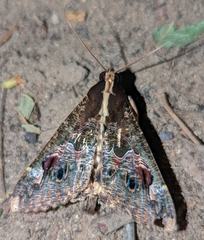 Sphingomorpha chlorea