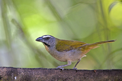 Saltator maximus