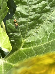 Microchrysa flaviventris