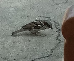 Passer domesticus