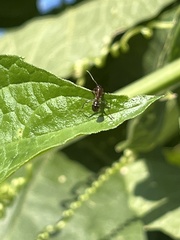 Camponotus subbarbatus