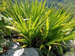 Cyrtopodium macrobulbon