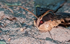 Sphingomorpha chlorea