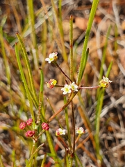 Diosma hirsuta