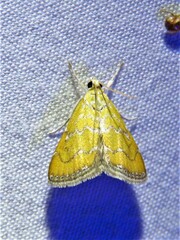 Xanthophysa psychicalis