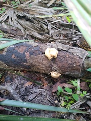 Trichoderma peltatum