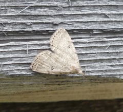 Zanclognatha protumnusalis