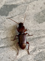 Stenomorphus californicus