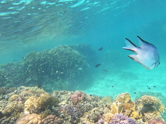 Amblyglyphidodon indicus