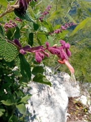 Salvia lasiantha