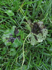 Puccinia glechomatis