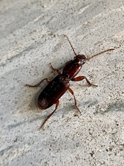 Stenomorphus californicus
