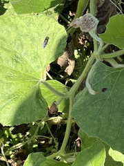Stratiomyomorpha