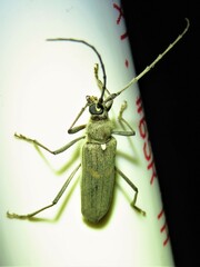 Knulliana cincta