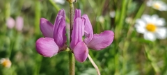 Lupinus hispanicus