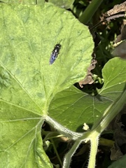 Stratiomyomorpha