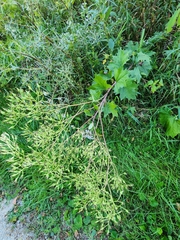 Arnoglossum atriplicifolium