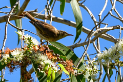 Ramsayornis modestus
