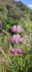 Lupinus hispanicus