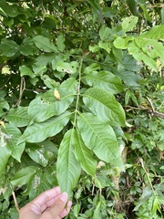Euonymus hamiltonianus sieboldianus