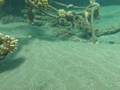 Platycephalidae