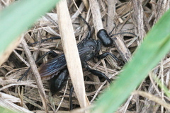Sphecinae