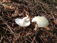 Cuphophyllus borealis