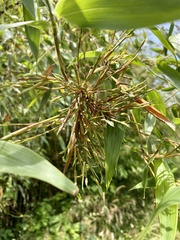 Phyllostachys bambusoides