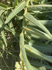 Asclepias asperula