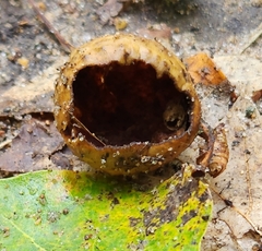 Amphibolips quercusinanis