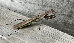 Tenodera sinensis