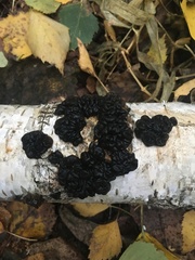 Exidia glandulosa